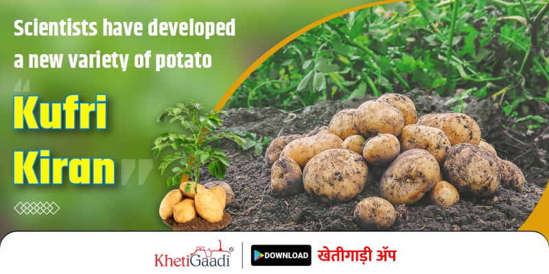 Kurfi Kiran: New variety of potatoes will give bumper production even in high temperatures.