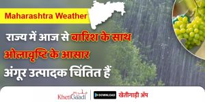 Maharashtra Weather: प्रदेश में आज से बारिश के साथ ओलावृष्टि के आसार, अंगूर उत्पादक चिंतित हैं