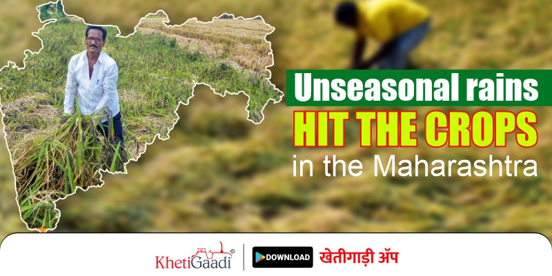 Unseasonal rains hit the crops in Maharashtra