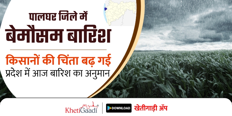 बेमौसम बारिश की वजह से इस जिले में  किसानोंकी बढ़ी चिंता; प्रदेश में आज बारिश का अनुमान