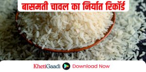 बासमती चावल का निर्यात रिकॉर्ड:10 महीनों में पिछले साल के बाराबर कमाई का बना इतिहास