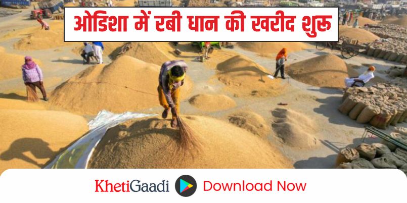 ओडिशा में रबी धान की खरीद होगी शुरू, किसान इस दिन तक कर सकते है पंजीकरण
