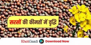 मंडी अपडेट: भारतीय थोक बाजारों में सरसों कीमतों (Mustard Prices) में दर्ज की गई वृद्धि।
