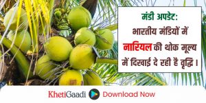 मंडी अपडेट: भारतीय मंडियों में नारियल की थोक मूल्य में दिखाई दे रही है वृद्धि ।