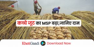 किसानों के लिए खुशखबरी! मोदी सरकार ने कच्चे जूट का MSP बढ़ाया,जानिए कितने हुए दाम