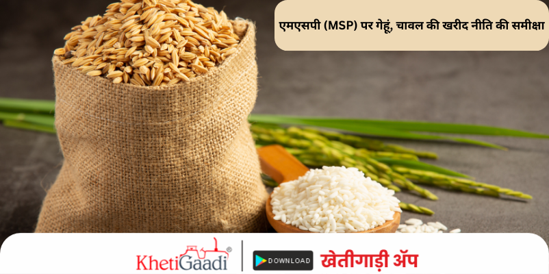 एमएसपी (MSP) पर गेहूं, चावल (wheat rice)की खरीद नीति की समीक्षा: नीति पैनल।
