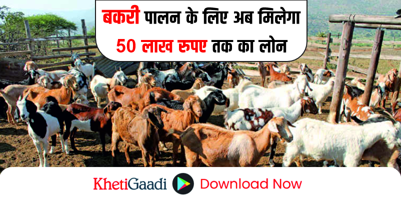बकरी पालन के लिए अब मिल रहा है 50 लाख रुपए तक का लोन , ऐसे करें आवेदन