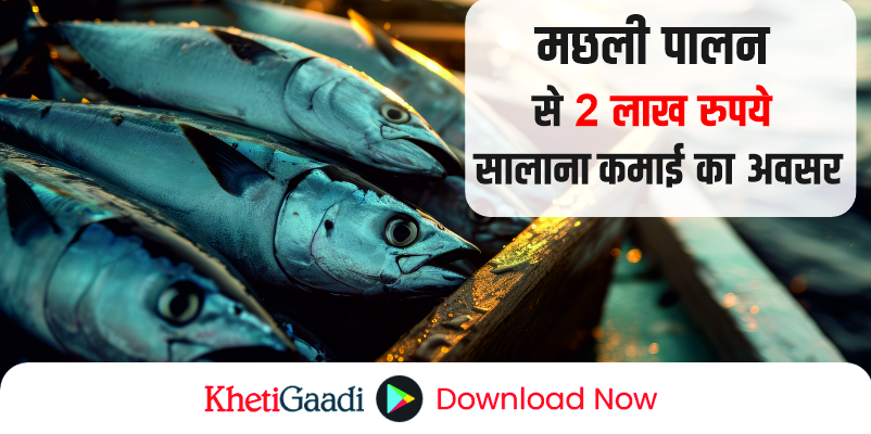 सरकारी योजना: मछली पालन के माध्यम से घर बैठे करें 2 लाख रुपये सालाना कमाई, सरकार द्वारा 60% की सब्सिडी