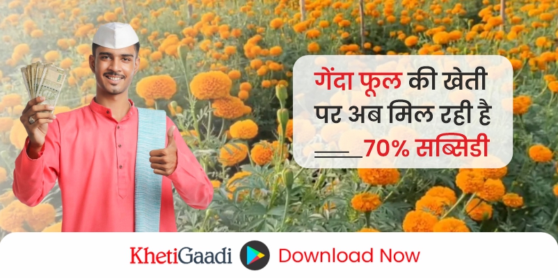 गेंदा फूल की खेती पर अब मिल रही है 70% सब्सिडी: प्राप्त करने के लिए यहा करे रजिस्ट्रेशन