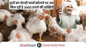 चूजों का पोल्ट्री फार्म खोलने पर मिलेगी 3000 रुपये की सब्सिडी, इस तरह उठाएं लाभ