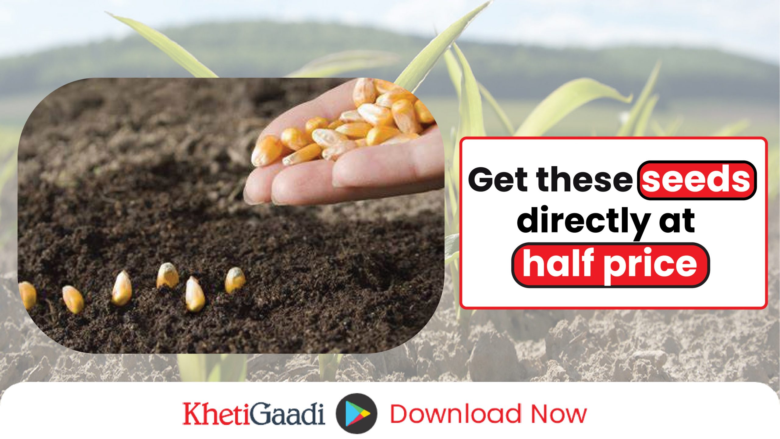 Now get ‘Maize seeds’ directly at half price.