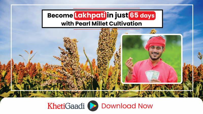 This Kharif, ‘Pearl Millet’ can make you ‘Lakhpati’ in just 65 days!