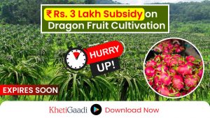 Bihar Government Offers Rs 3 Lakh Subsidy on Dragon Fruit Cultivation