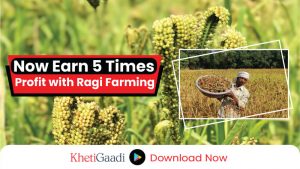 Now Farmers Can Earn 5 Times Profit from Ragi Cultivation