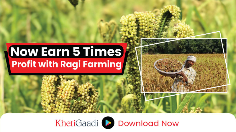 Now Farmers Can Earn 5 Times Profit from Ragi Cultivation