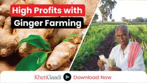 Ginger Farming is offering profitable returns