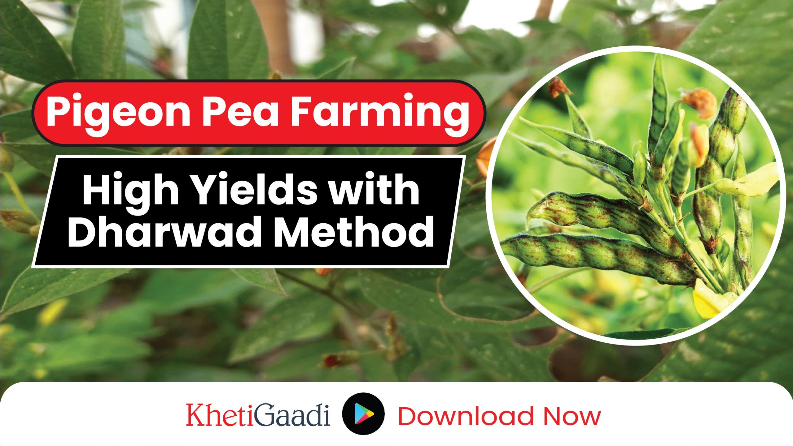 Boost Pigeon Pea Production with the ‘Dharwad Method’
