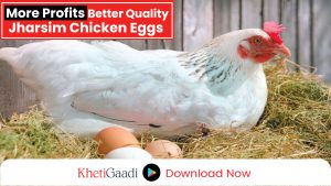 Bigger eggs are giving bigger profits to farmers