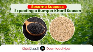 Sesame cultivators expecting bumper production this Kharif