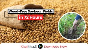 Eradicate weeds from the root in 72 hours