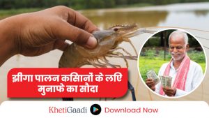 बजट 2024: झींगा पालन (Shrimp Farming) किसानों के लिए होगा मुनाफा