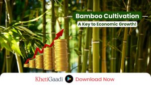 Bamboo Cultivation Offers a Unique Opportunity to Improve Livelihoods