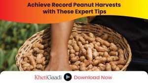 Secrets to Achieving a Bumper Harvest in Peanut Farming