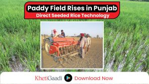 Direct-seeded rice (DSR) technology is gaining fame in Punjab