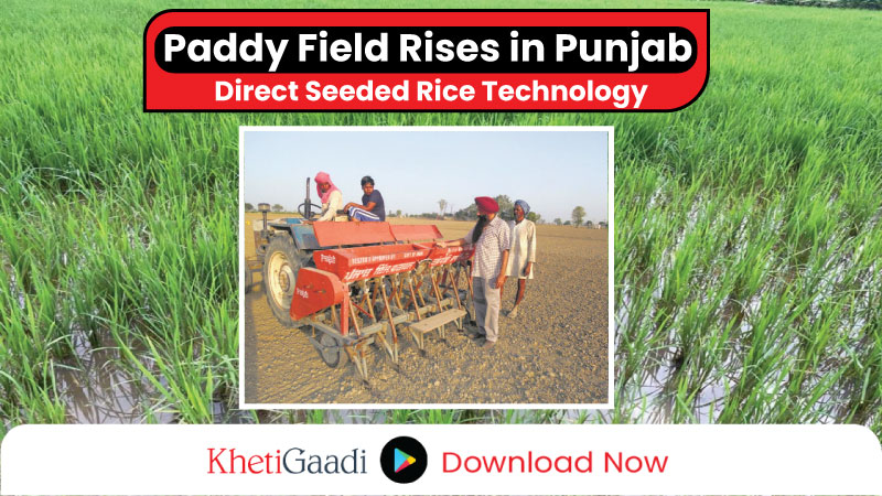 Direct-seeded rice (DSR) technology is gaining fame in Punjab