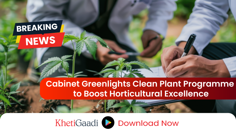 Cabinet approves the Clean Plant Programme under Mission for Integrated Development of Horticulture