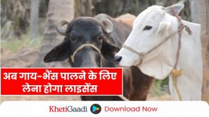 अब गाय-भैंस पालने के लिए लेना होगा लाइसेंस जानें, क्या है राज्य सरकार की योजना