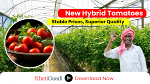 Farmers are cultivating new ‘Hybrid Tomatoes’