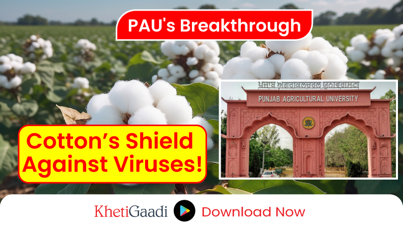 Cotton Crop’s New Hope: PAU Unveils Virus-Resistant Breeding Lines 