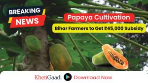 Bihar Farmers to Receive 45,000 Rupees Subsidy for Papaya Cultivation