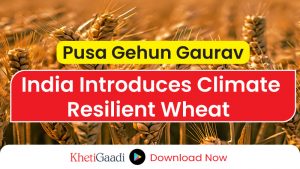 Pusa Gehun Gaurav set to transform wheat cultivation