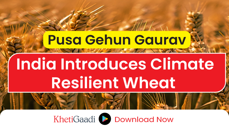 Pusa Gehun Gaurav set to transform wheat cultivation