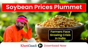 Soybean Prices Plummet Across Indian States 