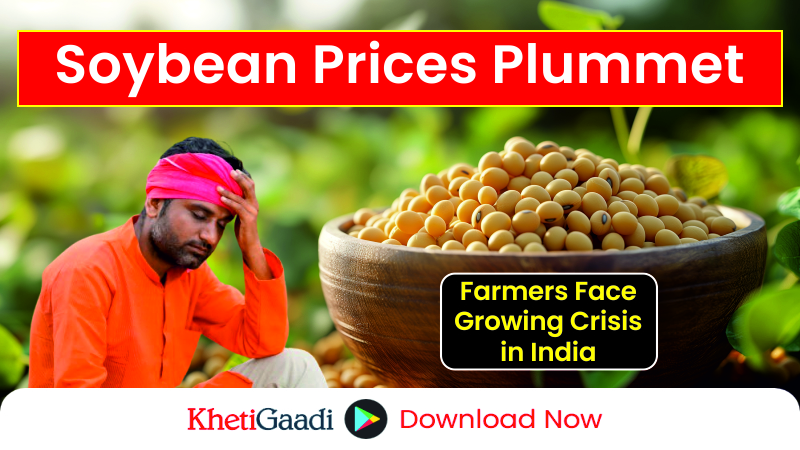 Soybean Prices Plummet Across Indian States 