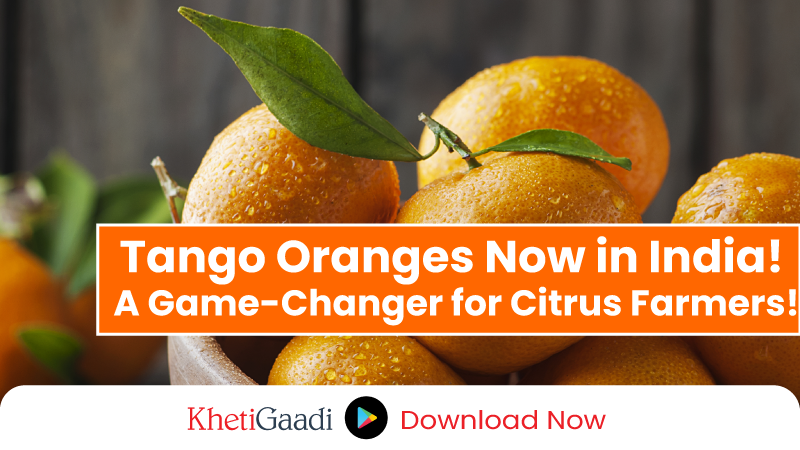 India Welcomes First Ever Import of Patented Orange Variety ‘Tango’ 