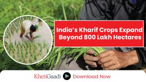 India’s Kharif Crop Coverage Crosses 800 Lakh Hectares