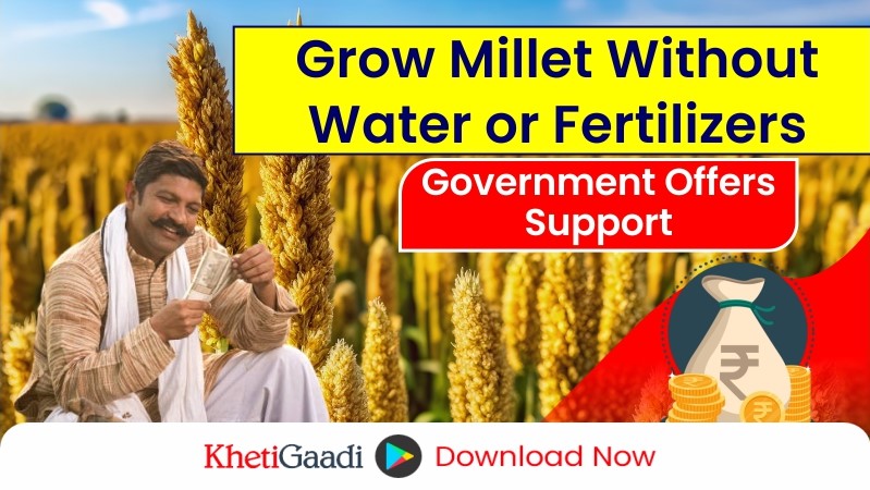 Grow This Crop Without Water or Fertilizers and Earn Big in 65 Days 