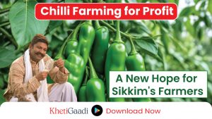 Farmers can earn economic prosperity through ‘Organic Chilli Cultivation’ 