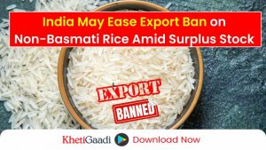 Government May Ease Export Ban on Non-Basmati White Rice Amid Surpluses 