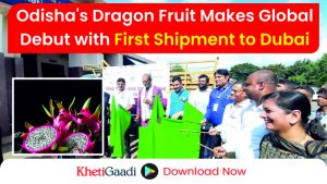 Odisha’s Dragon Fruit Reaches Global Markets: First 4-Quintal Batch Shipped to Dubai