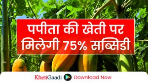 पपीता की खेती पर 75% सब्सिडी, किसानों की आय बढ़ेगी और घटेगी लागत