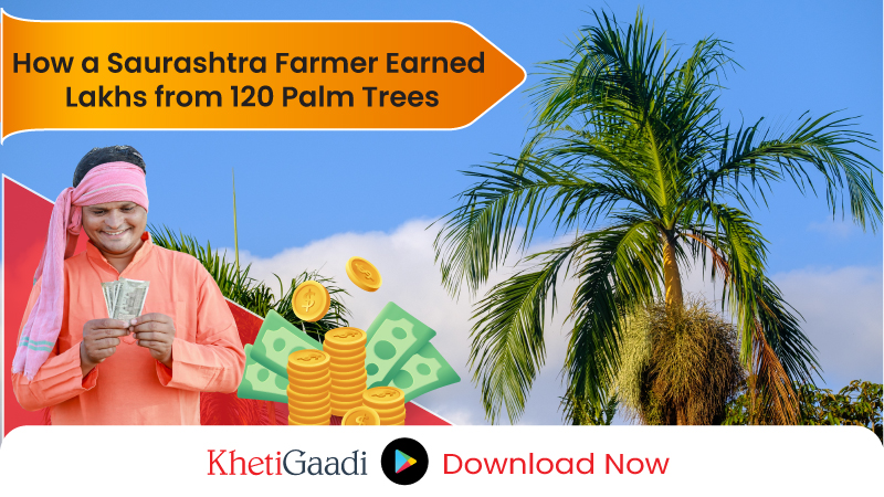 Farmer in Gujarat Earns Lakhs from Date Palms Farming