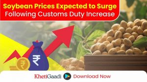 Government Raises Customs Duty, Clears Path for Soybean Price Hike 