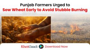 Punjab Farmers Urged to Begin Wheat Sowing in November to Combat Stubble Burning 