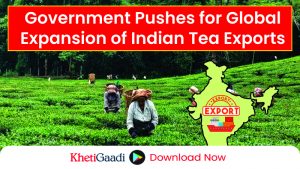 Rising Demand for Indian Tea: Government Shifts Focus to Boost Exports 