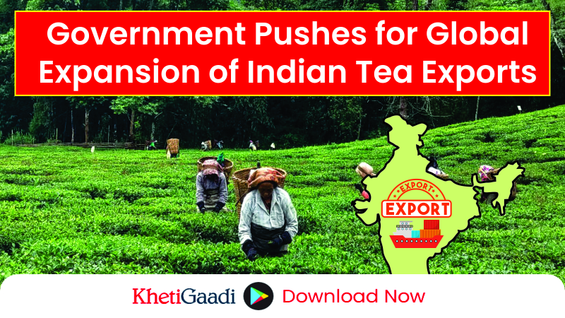 Rising Demand for Indian Tea: Government Shifts Focus to Boost Exports 